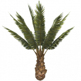 palm_tree_short_c_entity
