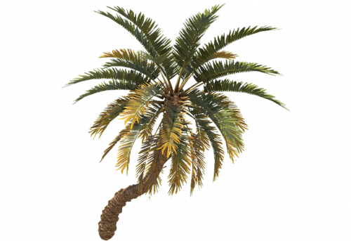palm_tree_small_a_entity.png