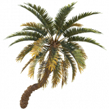palm_tree_small_a_entity
