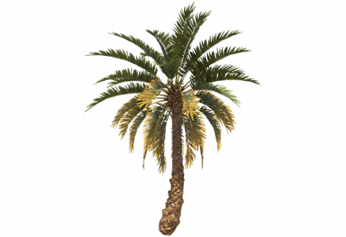 palm_tree_small_b_entity.png