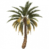 palm_tree_small_b_entity
