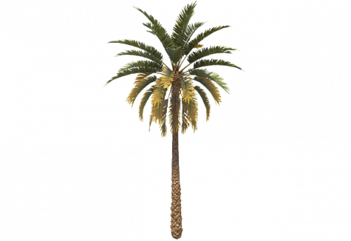 palm_tree_tall_a_entity.png