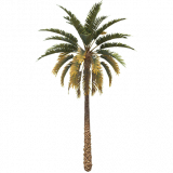 palm_tree_tall_a_entity