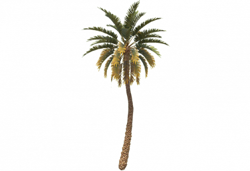 palm_tree_tall_b_entity.png