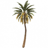 palm_tree_tall_b_entity