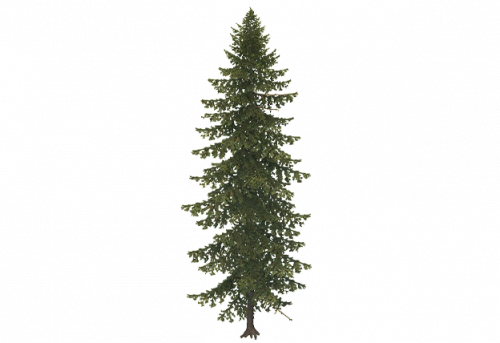 pine_a.png