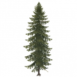 pine_a