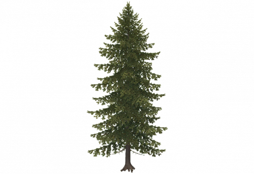 pine_b-snow.png