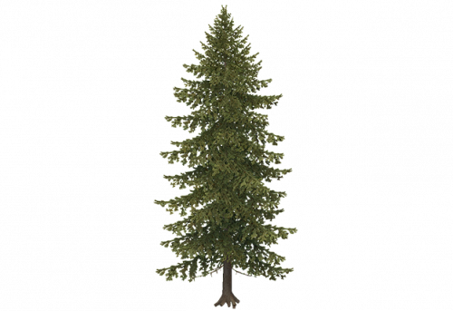 pine_b.png