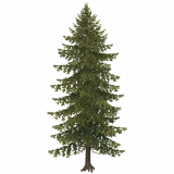 pine_b