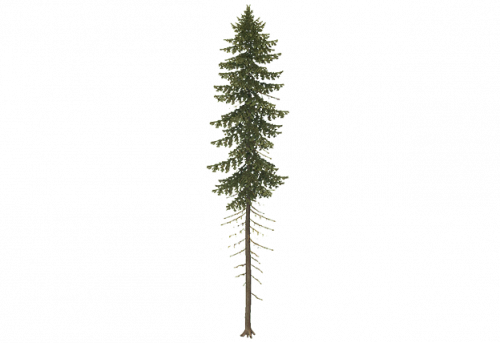 pine_c.png