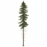 pine_c