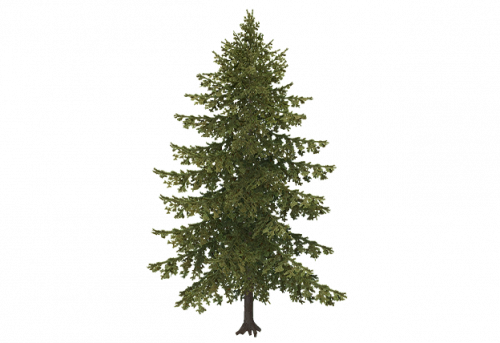 pine_d.png