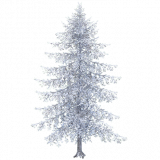 pine_d_snow