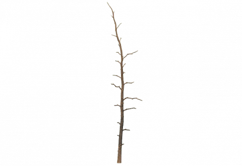 pine_dead_a.png