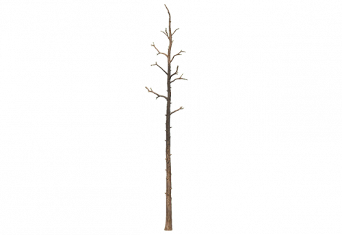 pine_dead_d.png