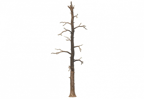 pine_dead_e.png