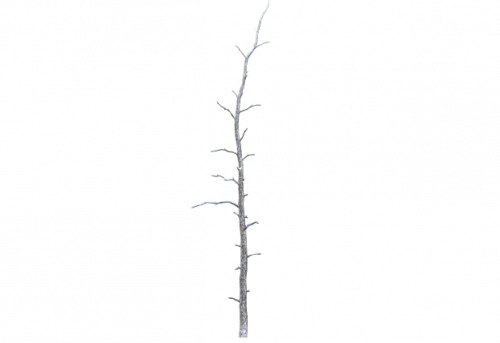 pine_dead_snow_a.png