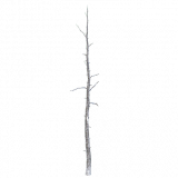 pine_dead_snow_b