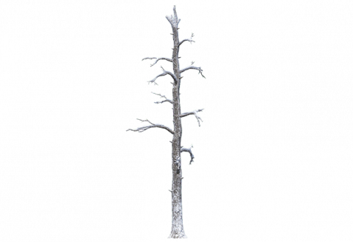 pine_dead_snow_e.png