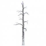pine_dead_snow_e
