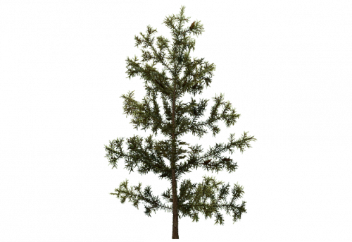 pine_sapling_a.png