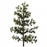 pine_sapling_a