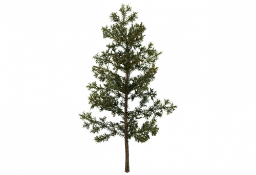 pine_sapling_b.png
