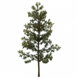 pine_sapling_b