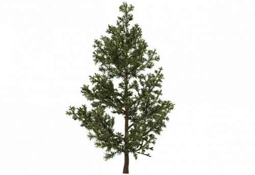 pine_sapling_c.png