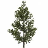 pine_sapling_c