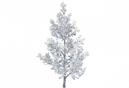 pine_sapling_c_snow.png