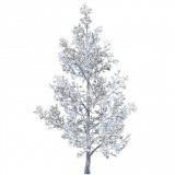 pine_sapling_c_snow