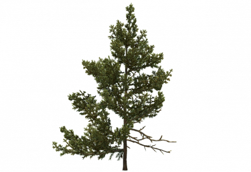 pine_sapling_d.png