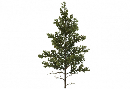 pine_sapling_e.png