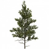 pine_sapling_e