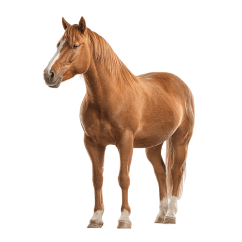 2161121679_pngtree-horse-isolated-on-a-transparent-background-png-image_16506191.png